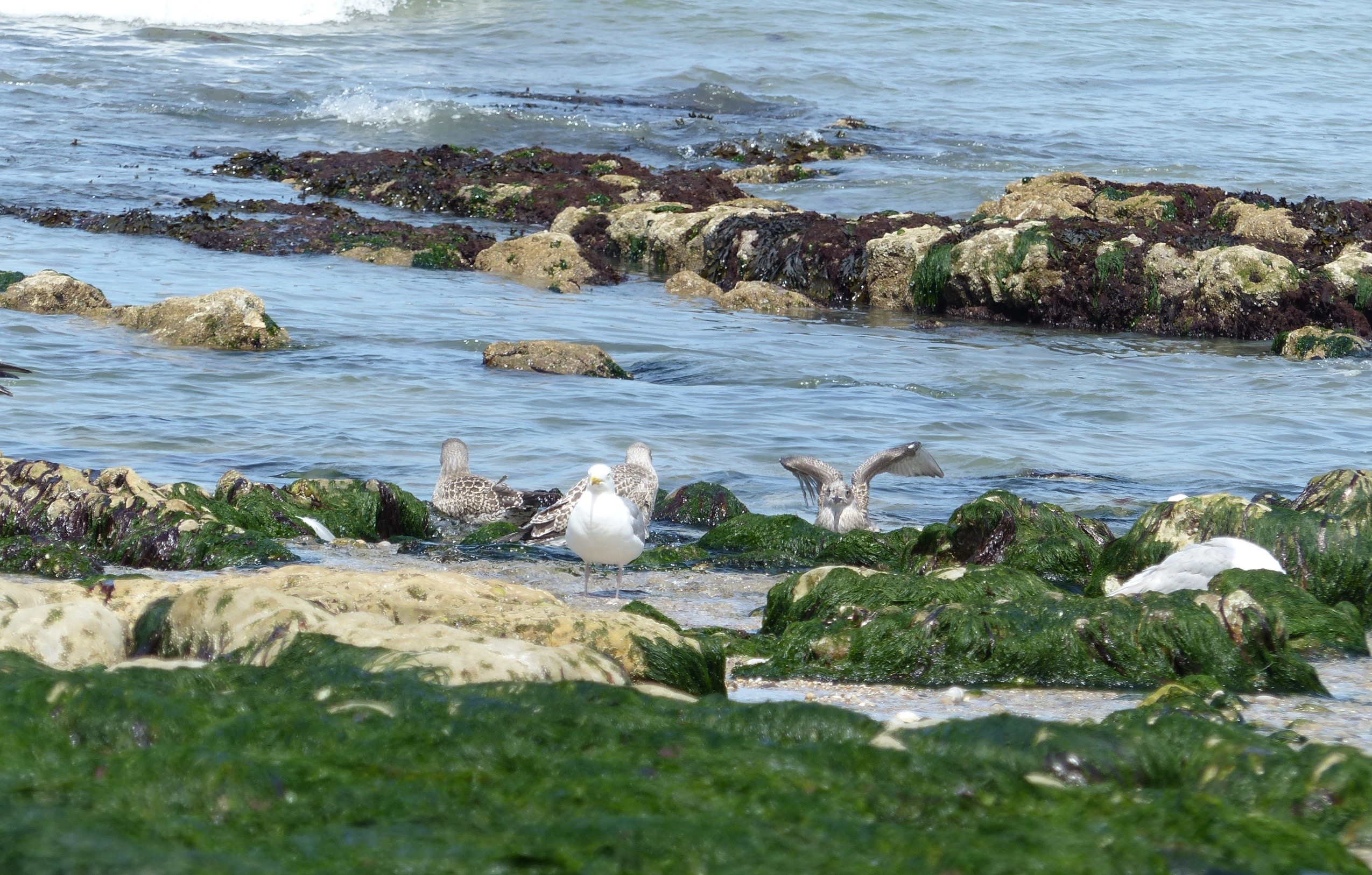wat voor meeuwen zijn dit?